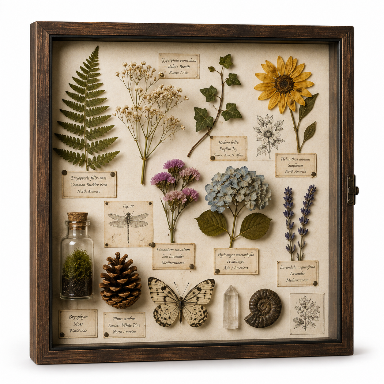Botanical Specimen Shadow Box