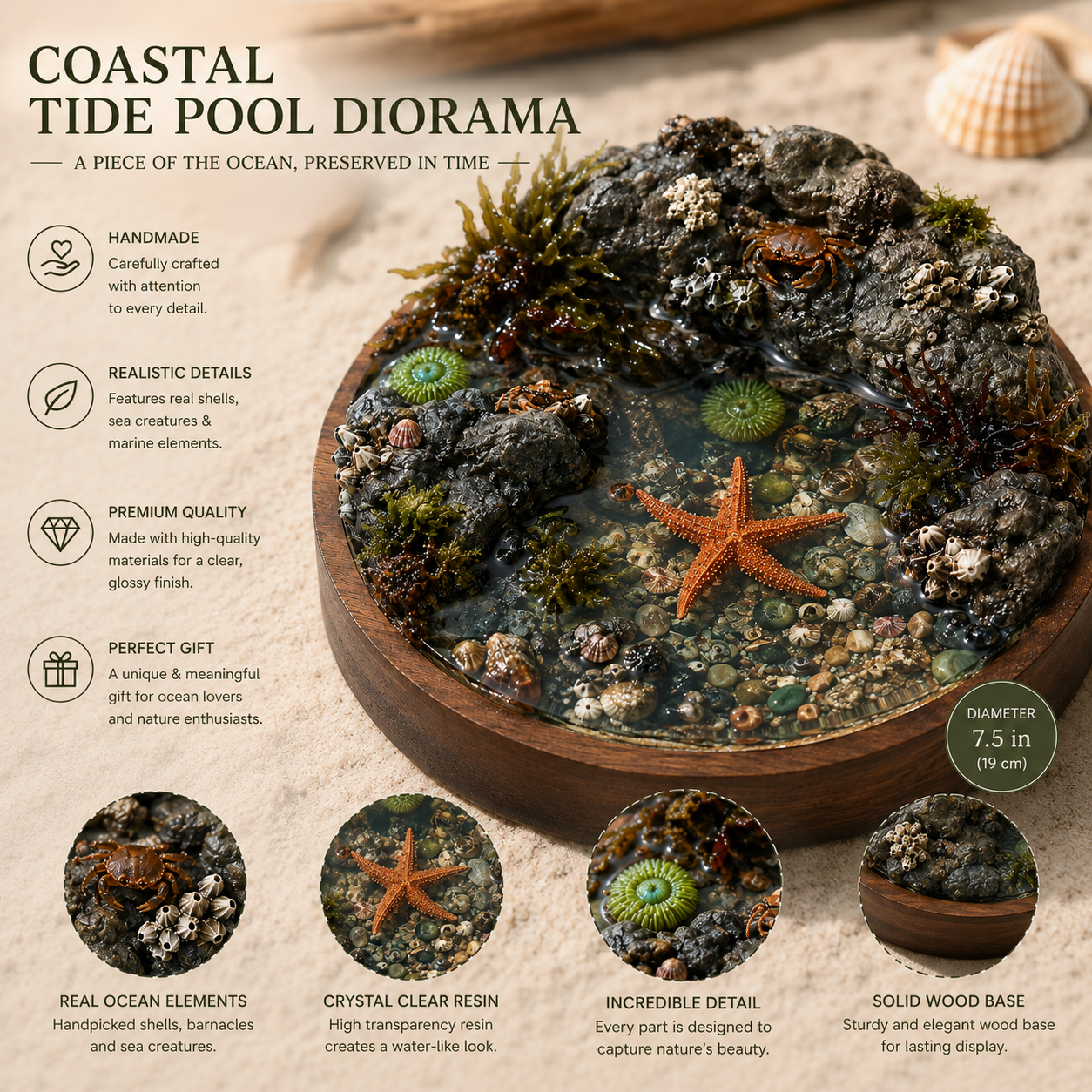 Coastal Tide Pool Diorama